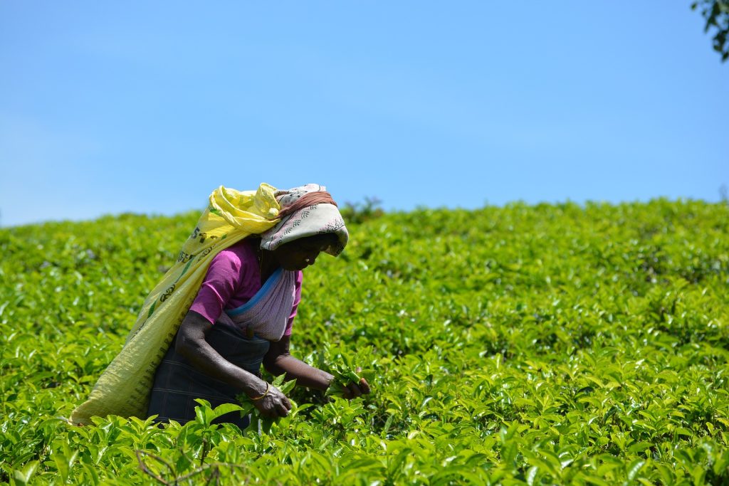 white tea farm