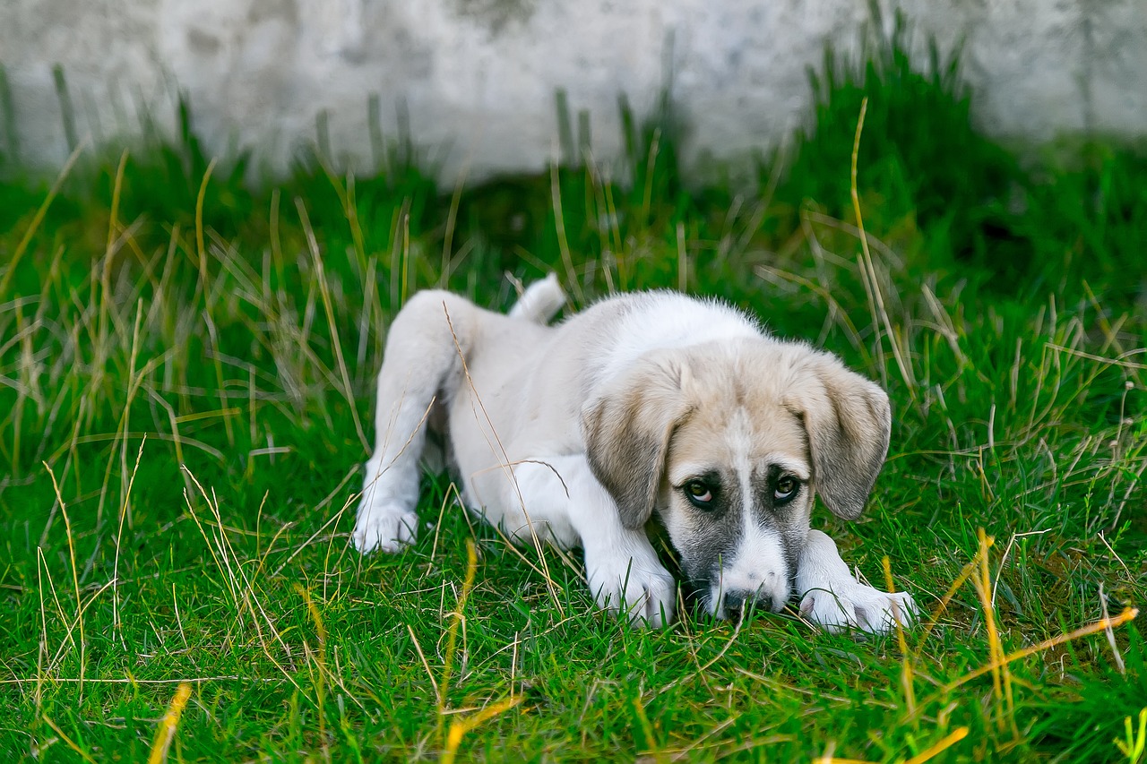 foods bad for dogs