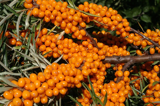 Sea Buckthorn